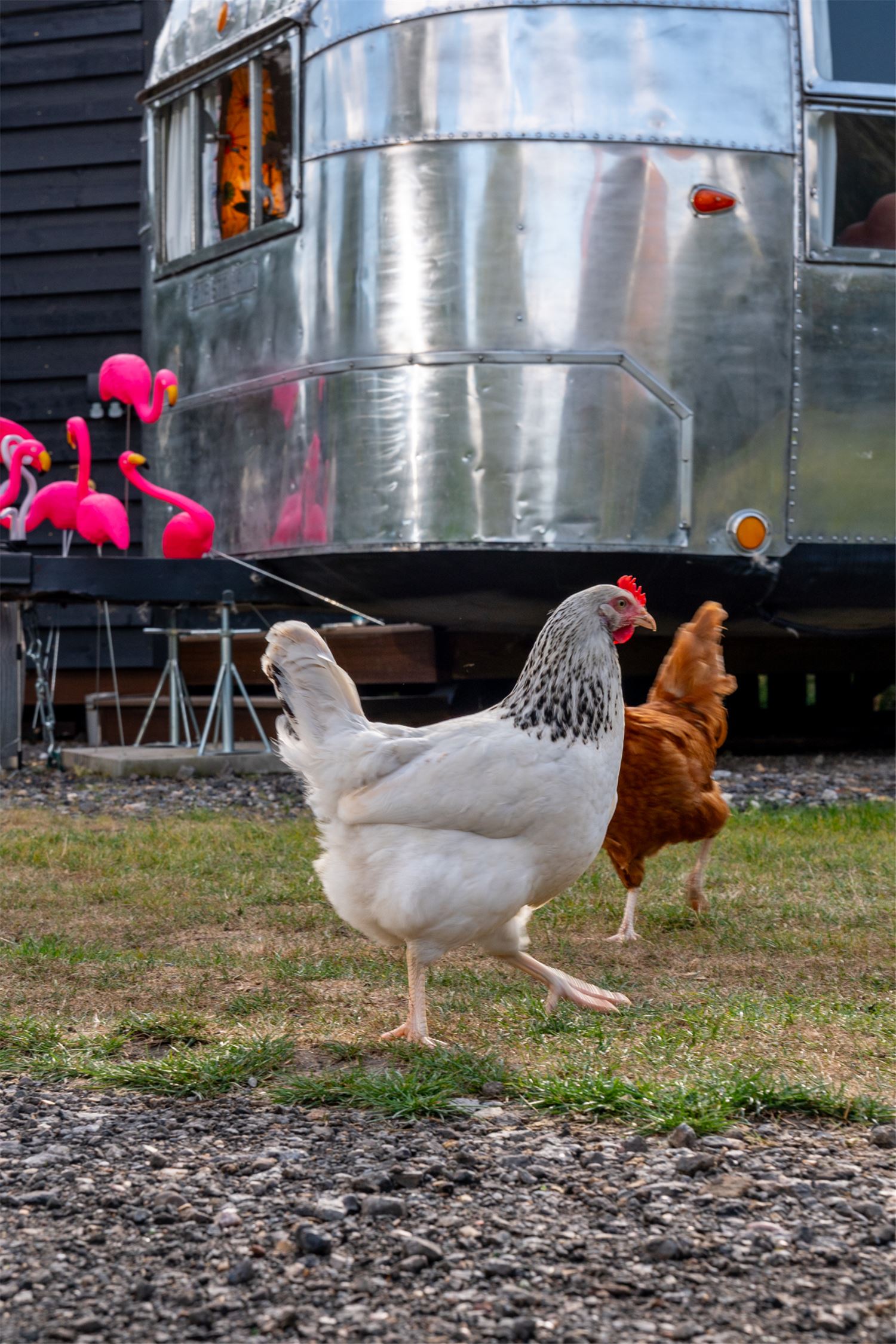 Chickens in front of an Airstream, with plastic flamingos in the background.